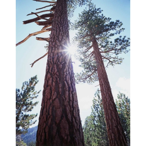 CA, Ponderosa Pine trees in the High Sierra